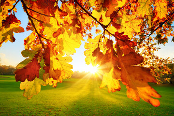 Nature scenery in a park: the setting autumn sun illuminating yellow oak leaves on a green meadow