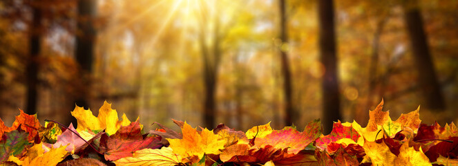 Closeup of autumn leaves on the ground in a forest, defocused trees with golden foliage and beautiful rays of sunlight in the background 