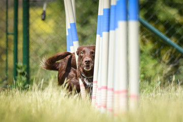brown border collie in agility slalom on privat training. Amazing day with czech agility team.