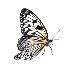 Naklejka na ściany i meble Beautiful rice paper butterfly isolated on white