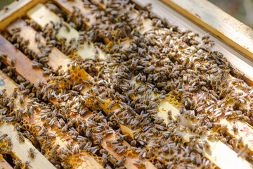 Frames of beehive. Close up view of opened hive body showing frames populated by honey bees. Nature, insects. Beekeeping,