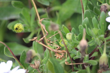 PALO MANTIS IN THE GARDEN