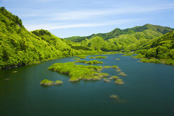 五十里湖の新緑