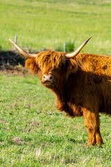 portrait of higland cow in pasture