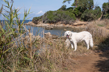 Fototapeta premium Large white Kuvasz dog walking on a path by the beach