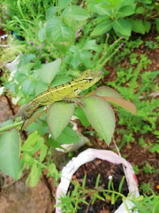 closeup of chameleon stands on leaves