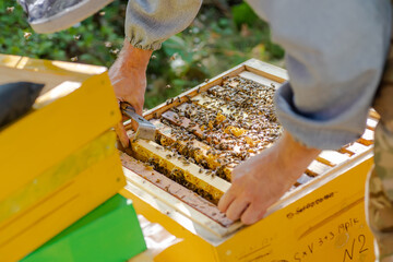 beekeeper supervises the production of honey in bee bee. Visible wooden bee frames. Frames are...