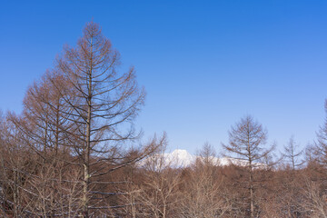 カラマツと冬晴れの空