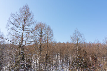 カラマツと冬晴れの空