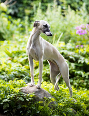 Obraz na płótnie Canvas dog breeds whippet, greyhound hunting dog