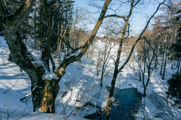 雪の積もった森