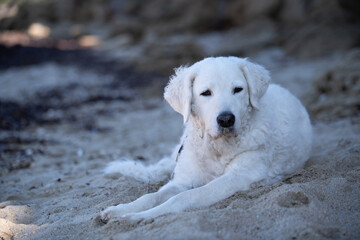 Large white Kuvasz dog resting in the shade on the beach