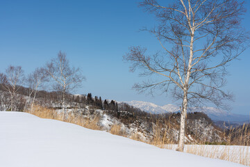 白樺と冬晴れの空