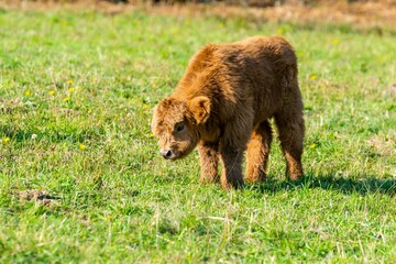 portrait of higland veal in pasture