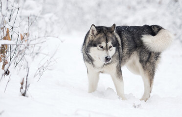 Naklejka premium dog in winter in a snowy forest, alaskan malamute