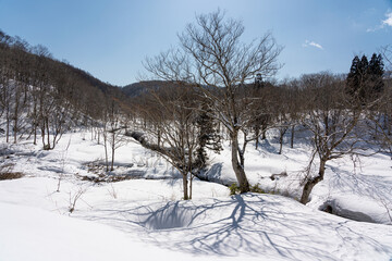 雪の積もった沼の原湿原