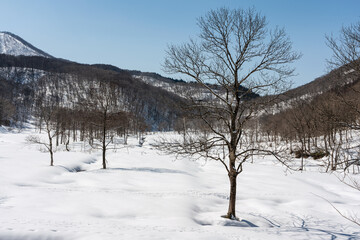 雪の積もった沼の原湿原