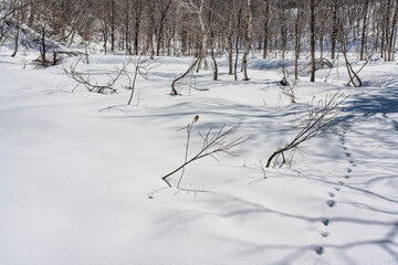 Fototapeta na wymiar 雪の積もった沼の原湿原