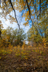 Autumn morning in the yellow oak forest during leaf fall