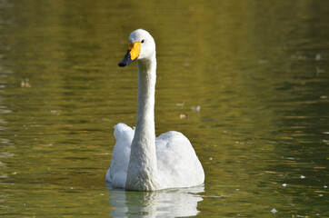 white swan on the lake