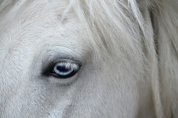white horse close up