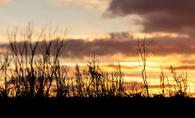 Dry grass in a field at sunset.