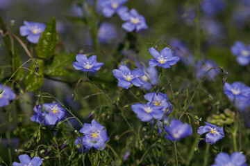 Blue flowers in spring, Flax (Linum usitatissimum) flowers 