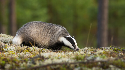 European badger, meles meles, sniffing on moss in summertime nature. Wild badger smelling on rock in summer. Striped mammal standing on stone in forest.