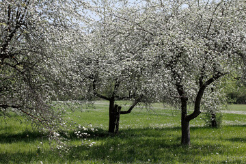 Fototapeta premium The fruits blossom in spring