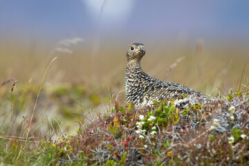 Rock ptarmigan, lagopus muta, female sitting on stone in summer. Patterned grey bird observing on grass in Iceland. Wild spotted feathered animal looking on meadow.