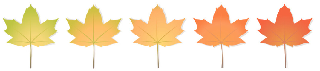 Obraz premium Collection de feuilles d'érables avec un dégradé aux couleurs automnales