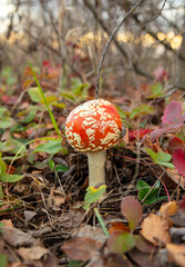 The red fly agaric mushroom grows in the forest.