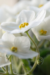 Fototapeta premium White blooming flowers in closeup, African violet (Saintpaulia).