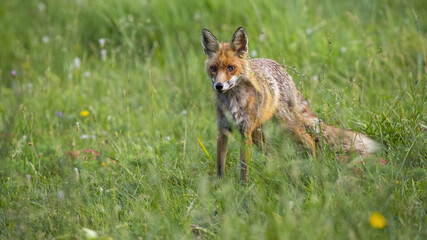 Red fox, vulpes vulpes, standing on flower meadow in summer nature. Wild predator looking on green field in summertime. Orange mammal watching on grassland.