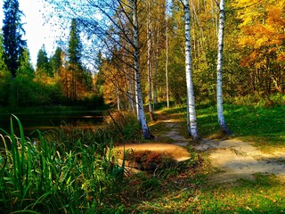 autumn in the forest