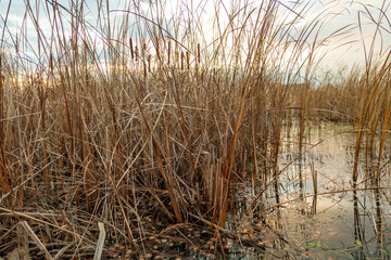 Fototapeta premium The reed grows near the reservoir