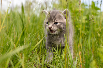 Portrait of a little kitten in green grass
