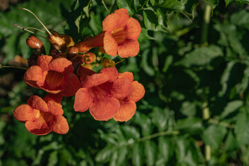 Tubular vine (Campsis radicans) red orange flowers in bloom on blurred background of green leaves. Selective focus. Close-up of beautiful tubular orange flowers. Atmosphere of calm and relaxation.