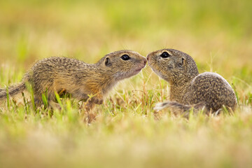 Naklejka na ściany i meble Two european ground squirrel, spermophilus citellus, touching on meadow in summer. Pair of sousliks kissing on grassland. Little wild mammals in love sniffing on field.