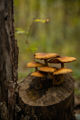 mushrooms on tree trunk