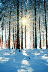 Christmas Holiday Background. Winter sunshine through trees in forest.