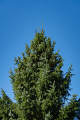 Spruce Picea omorika against the blue sky. Pine cones on the branches of Picea omorika pine. Beautiful spruce tree with green needles. Sunny day in evergreen spring garden. Nature concept for design.