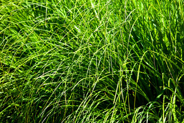 Long leaves on a herb in the park.