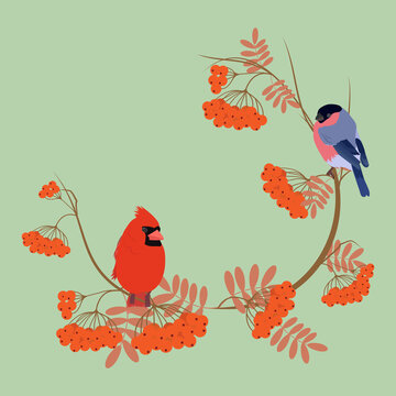 Vector illustration of a branch of mountain ash and birds of the bullfinch and the cardinal.