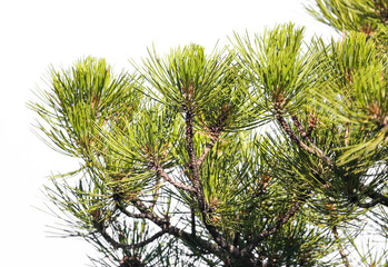 Coniferous tree in the park.