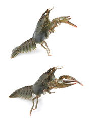 Collage with two fresh crayfishes on white background