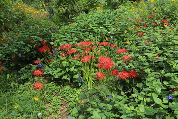秋の公園に咲くヒガンバナなどの花たち