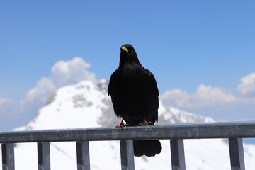 Alpendohle auf dm Dachstein
