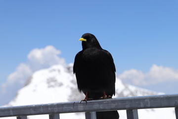 Alpendohle auf dm Dachstein