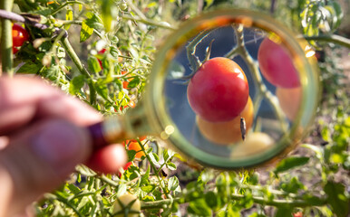 Tomato on a plant through a magnifying glass.